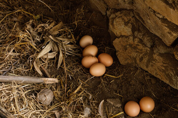 Fresh Free-Range Chicken Eggs in Rustic Farmhouse Hen House with Straw Bedding © VuVan