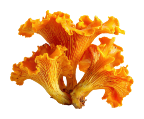Harvesting vibrant chanterelle mushrooms nature food outdoors isolated on transparent background