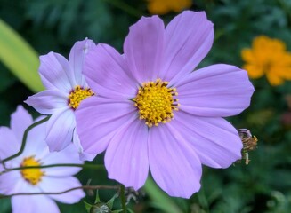 Close-up of colorful garden cosmos flowers.