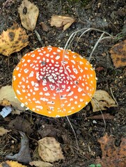 A bright cap of a poisonous fly agaric mushroom in the forest.