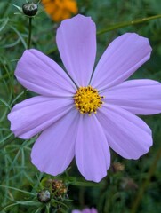 Close-up of purple garden cosmos flower.