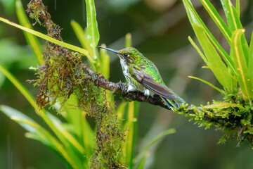 Best Humminbird from Ecuador in the flight, wildlife from tropical jungle. Colibri, birds known for their vibrant colors, long, slender bills, and ability to hover while rapidly beating their wings.