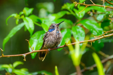 Best Humminbird from Ecuador in the flight, wildlife from tropical jungle. Colibri, birds known for their vibrant colors, long, slender bills, and ability to hover while rapidly beating their wings.