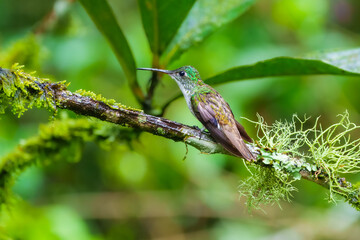 Best Humminbird from Ecuador in the flight, wildlife from tropical jungle. Colibri, birds known for their vibrant colors, long, slender bills, and ability to hover while rapidly beating their wings.