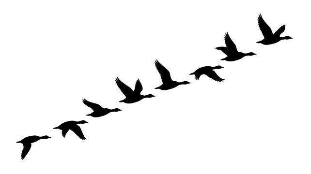 Silhouette of a flock of geese flying in formation against a white background in a diagonal line
