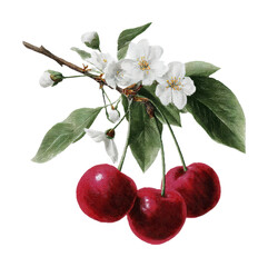 Cherry blossoms and fruit orchard botanical nature isolated on transparent background