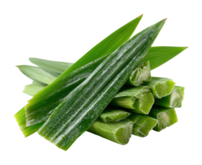 Harvesting fresh pandan leaves in a green garden nature scene isolated on transparent background