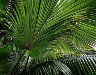 Naklejka premium lush green palm leaves create a vibrant tropical canopy perfect for a nature themed background