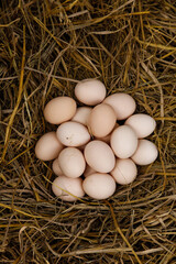 Fresh Free-Range Eggs in Straw Nest - Raw Organic Farm Produce for Beginner Cooking and Farmhouse Kitchen