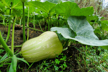 Obraz premium Close up of a home grown Butternut Squash growing in a vegetable bed using the no dig method 