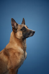 A Belgian Malinois with its tan coat and erect ears captured in a poised seated pose against a blue background. The dog's intense gaze conveys its alert and intelligent nature.