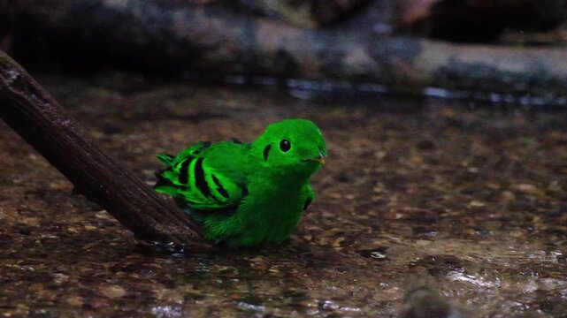 Many species of birds bathe in shallow streams in the tropical rain-forest.