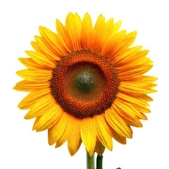 Fototapeta premium Sunflower's Radiance: A close-up shot of a vibrant sunflower in full bloom, its bright yellow petals and deep brown center create a captivating display of nature's artistry.