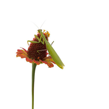 Gottesanbeterin (Mantis religiosa) auf roter Bl&uuml;te &ndash; exotisches Insekt, freigestellt vor wei&szlig;em Hintergrund, Symbol f&uuml;r Natur, Geduld, Meditation und Spiritualit&auml;t