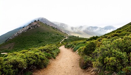 Fototapeta premium winding dirt hiking trail leading through green shrubland toward misty mountain peaks isolated on white background