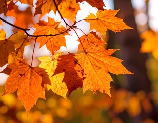 Obraz premium Autumn leaves in warm sunlight