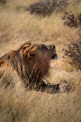 lion rests in the grass, Etosha National Park, savanna, Namibia