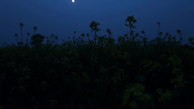 Yellow blossoms stretch across the field, dancing with the wind as twilight falls &mdash; nature&rsquo;s final glow before the night.