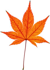 Fototapeta premium wet maple leaf