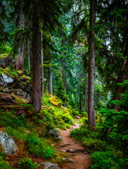 Obraz premium Serene woodland trail winding through lush, vibrant forest in a peaceful mountain landscape