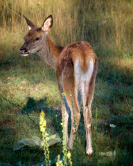I cervi del Parco Nazionale d'Abruzzo  - Stagione del Bramito
