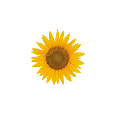Obraz premium sunflower isolated on white
