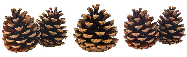 松ぼっくりのパーツ素材写真