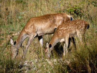I cervi del Parco Nazionale d'Abruzzo  - Stagione del Bramito