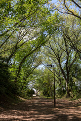 さくらの散歩道(さえずりの小径)<神奈川県大和市中央林間９丁目>