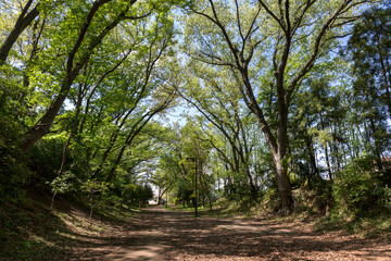 さくらの散歩道(さえずりの小径)<神奈川県大和市中央林間９丁目>