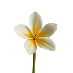 Fototapeta premium white flower isolated on white