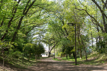 さくらの散歩道(さえずりの小径)<神奈川県大和市中央林間９丁目>