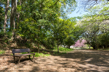 さくらの散歩道(さえずりの小径)<神奈川県大和市中央林間９丁目>