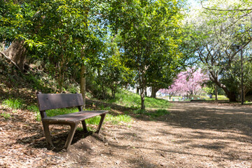 さくらの散歩道(さえずりの小径)<神奈川県大和市中央林間９丁目>