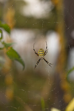 Wespenspinne (Argiope bruennichi) im Radnetz &ndash; auff&auml;llige Zebraspinne mit gelb-schwarzer Zeichnung, faszinierende Makroaufnahme aus der Insektenwelt, Naturfotografie mit Bokeh
