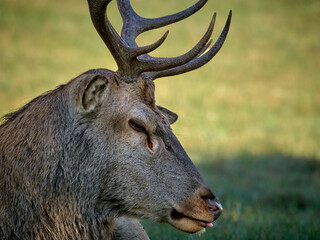 I cervi del Parco Nazionale d'Abruzzo  - Stagione del Bramito