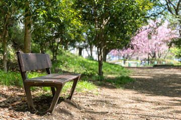 さくらの散歩道(さえずりの小径)<神奈川県大和市中央林間９丁目>