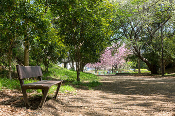 さくらの散歩道(さえずりの小径)<神奈川県大和市中央林間９丁目>