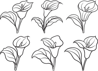 calla lily flower plant line art, coloring book page line art drawing, vector and illustration