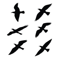 Obraz premium Silhouettes of six different birds in flight diverse aerial poses capturing nature's grace