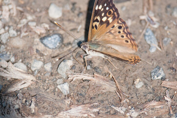 Hackberry Emperor butterfly on the ground with wings up