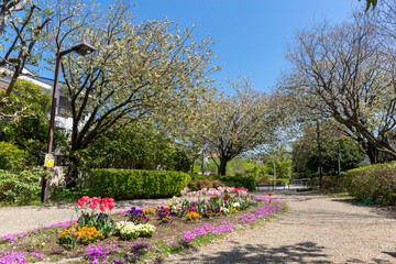 さくらの散歩道(ふれあいの小径)＜神奈川県大和市つきみ野＞「つきみ野七丁目」交差点近く