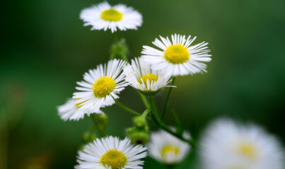 daisies in a field