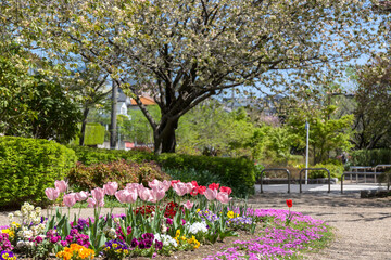 さくらの散歩道(ふれあいの小径)＜神奈川県大和市つきみ野＞「つきみ野七丁目」交差点近く