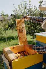 Beekeeper inspects a frame of honeycombs with bees in sunny weather