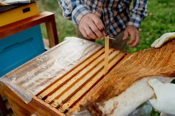 Beekeeper carefully placing treatment strips against varroa mites inside a wooden beehive to protect the bee colony and maintain healthy honey production.