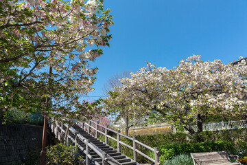 さくらの散歩道(ふれあいの小径)＜神奈川県大和市つきみ野＞「つきみ野七丁目」交差点近く