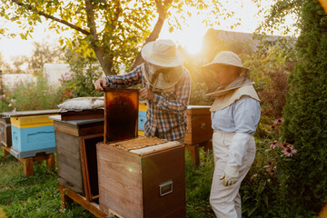 Man and woman beekeepers inspecting wooden frame with honeycomb and bees together, showing family hobby and small business in rural environment.