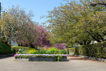さくらの散歩道(ふれあいの小径)＜神奈川県大和市つきみ野8丁目＞