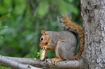 squirrel on a tree eating a sunflower seed blossom